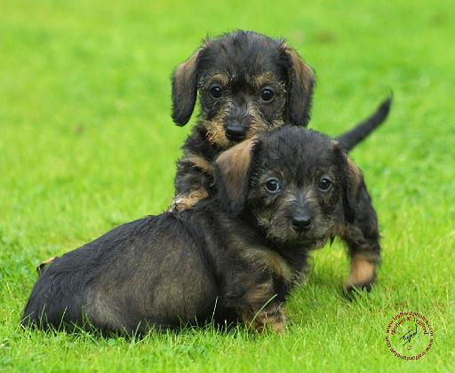 Dachshund 9W027D-117.JPG